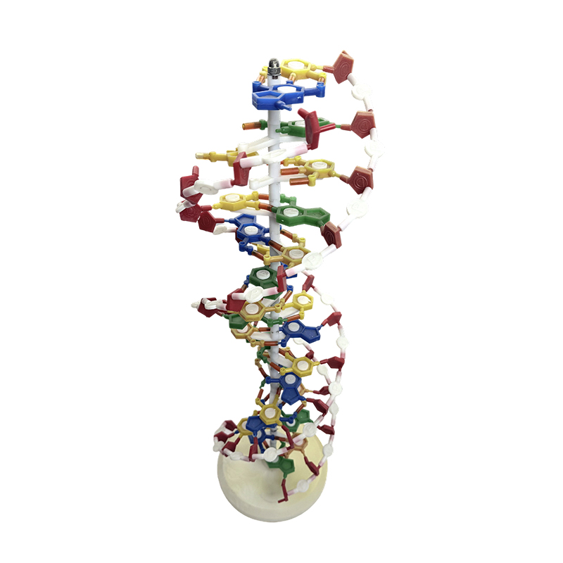 DNA-model, DNA-dubbele helixmodel, DNA-kleuren dubbele helix medisch model