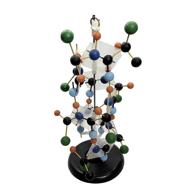 Educatieve apparatuur DNA-structuurmodel biologisch model 