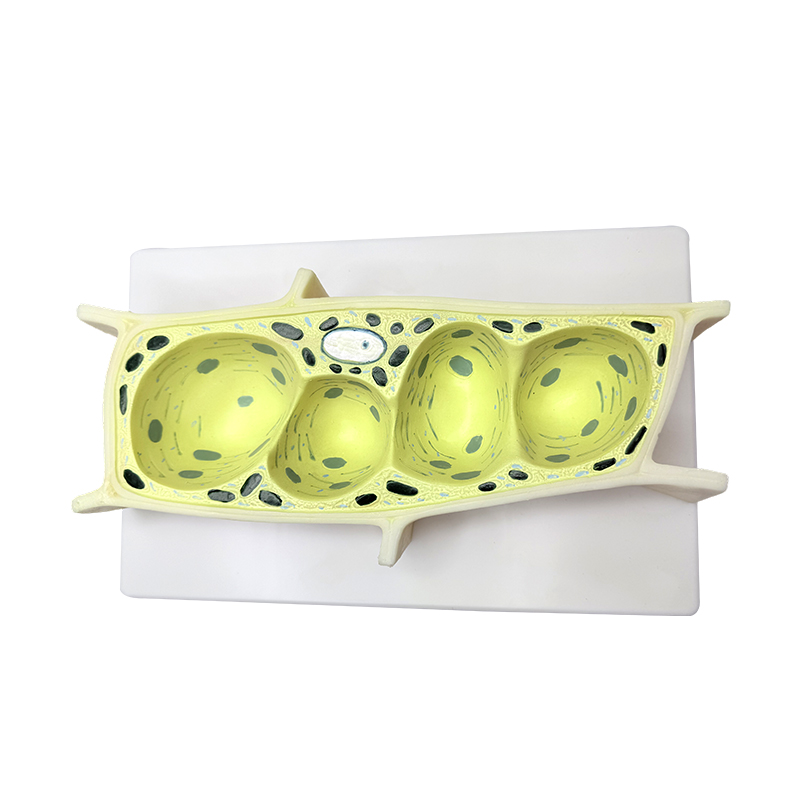 Plantencelmodel voor biologieonderwijs