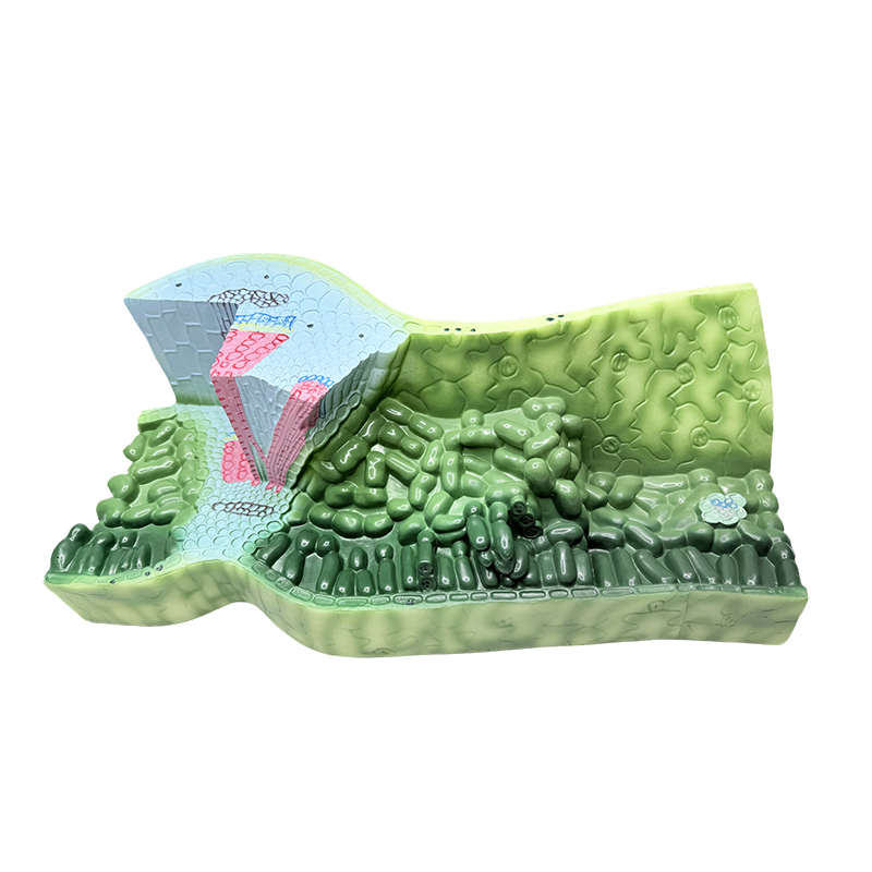 Onderwijs biologisch experiment onderwijsmodel bladstructuur model plant anatomisch model middelbare school leerinstrumenten