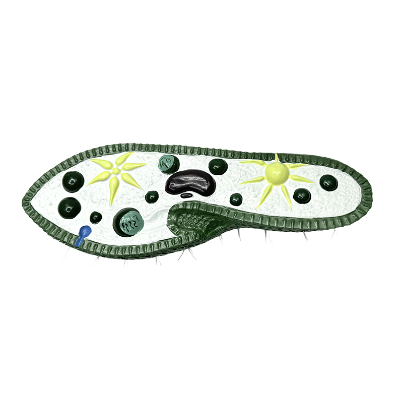 Model voor biologie-lesinstrumenten, paramecium-model