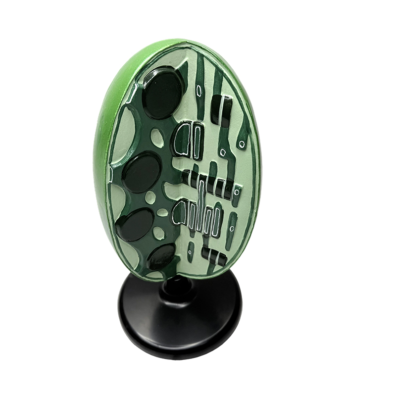 Junior middelbare school biologie onderwijsmodel biologie laboratorium instrument experiment plant microstructuur organel chloroplast model