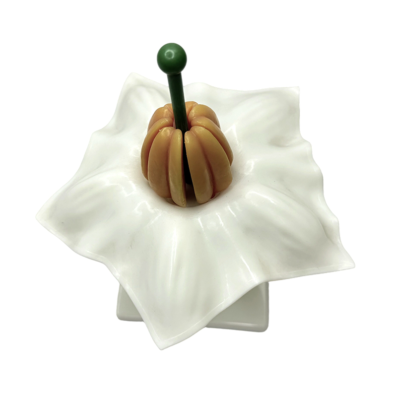 Biologie lesmodus aardappelbloemmodel