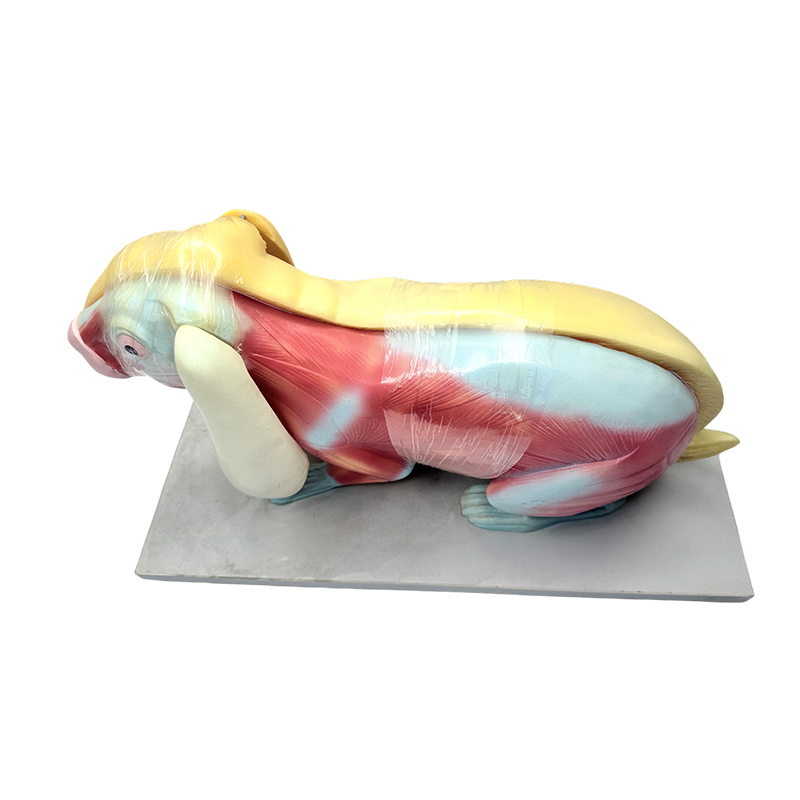 Biologie onderwijsmodel konijn anatomiemodel