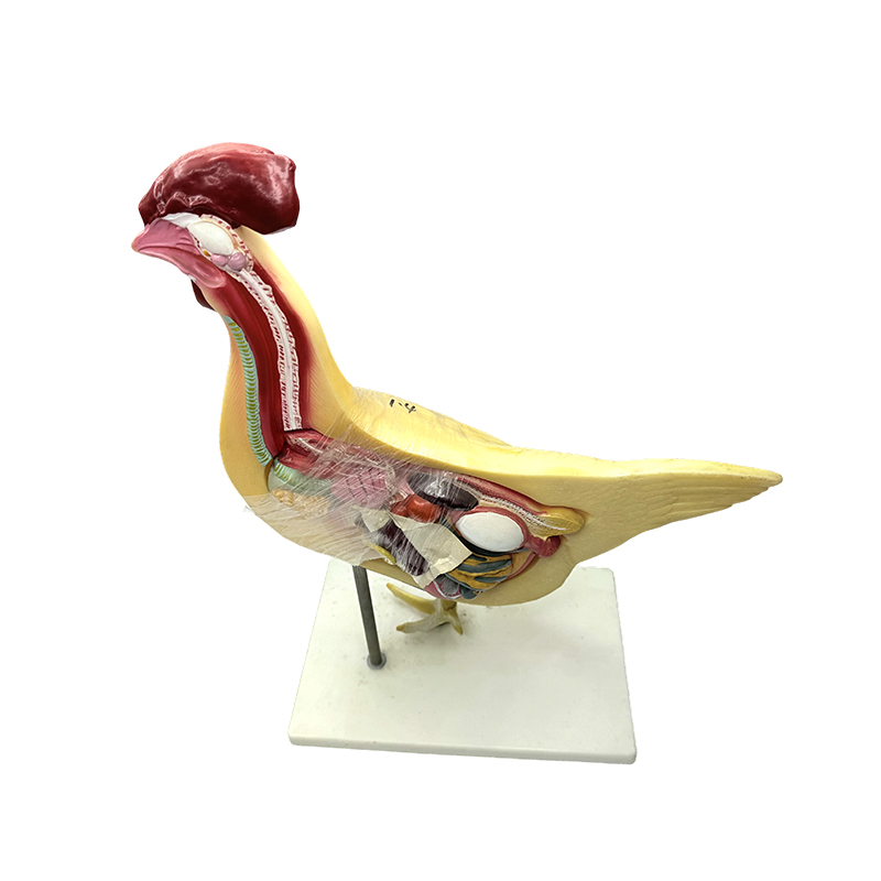 Kipmodel natuurlijke universitaire medische wetenschappen biologie onderwijsmodel onderwijsinstrument gevogelte anatomiemodel