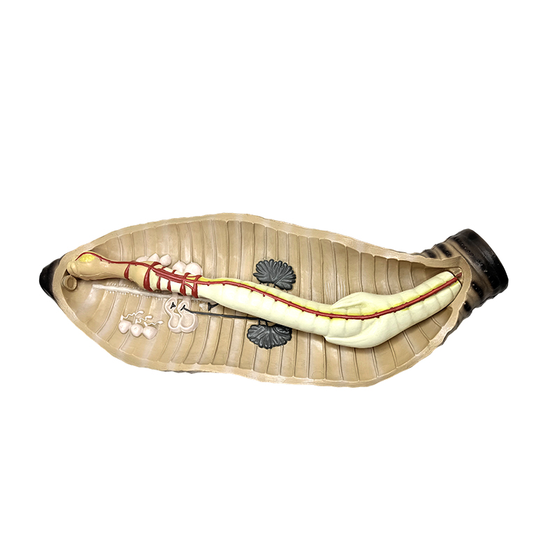Middelbare en middelbare school biologie lesinstrument regenworm anatomisch model