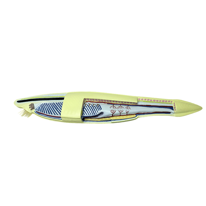 Kunststof amphioxus model vismodel voor biologisch model