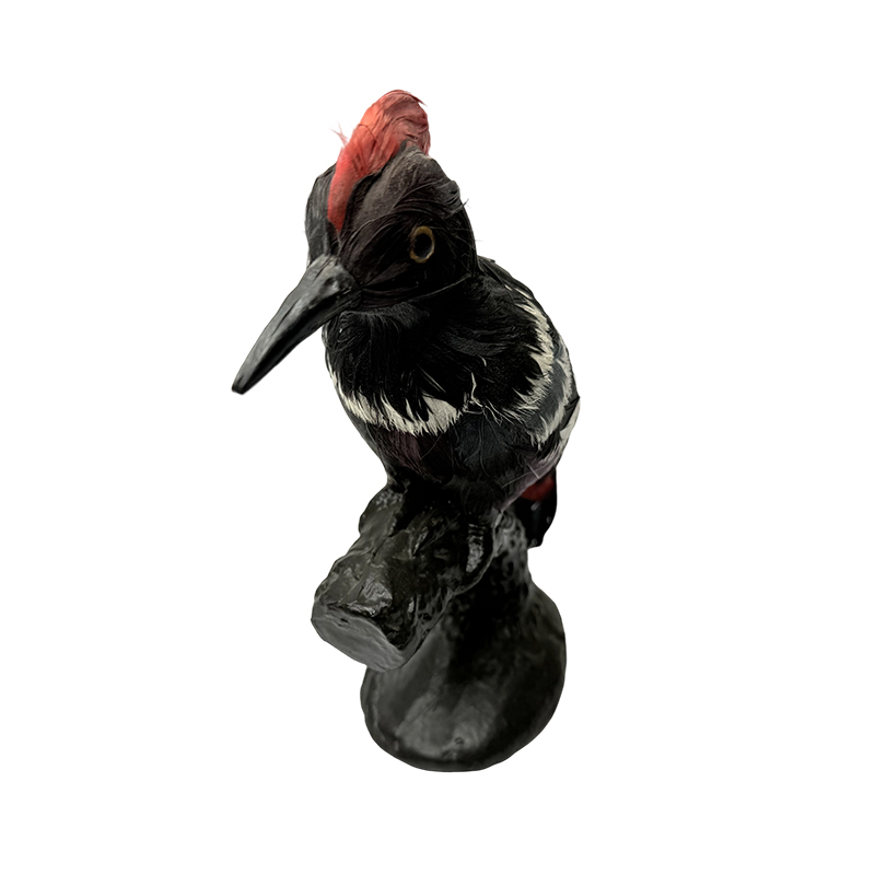 Dierensimulatiemodel educatieve apparatuur spechtmodelspecimen