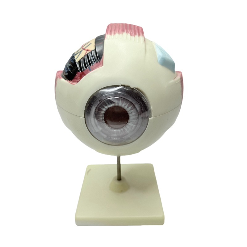 Oogmodel anatomie oogmodel medisch leerinstrument 6x vergrotend ooganatomiemodel