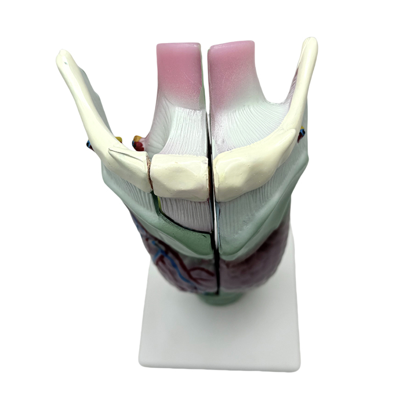 Medisch anatomisch model school- en ziekenhuisonderwijs larynx anatomisch model