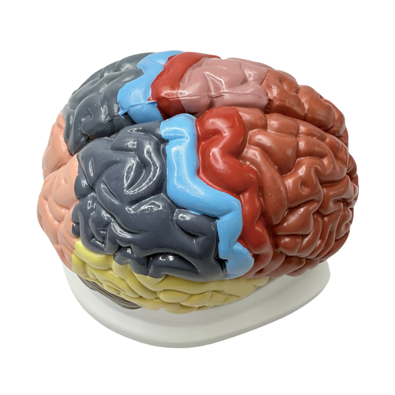 Afneembare 1:1 kleurenleermiddelen geven functionele delen van de hersenen, anatomische kleuren en kleurenhersenmodellen weer