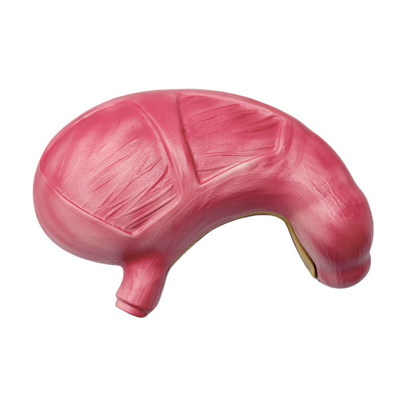 Medisch anatomisch menselijk spijsverteringsstelsel organen maag anatomisch model