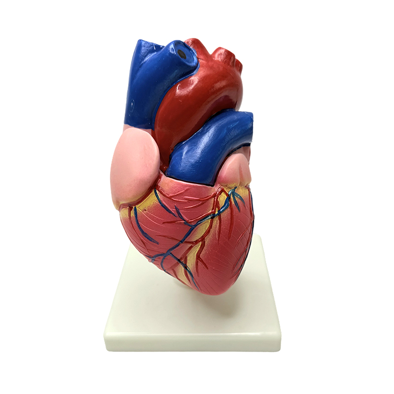 Anatomie menselijk lichaam organen natuurlijke grootte hartstructuur model