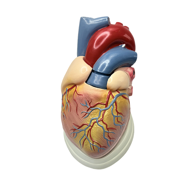 Medische wetenschap onderwijs 3X anatomiemodel menselijk hartmodel