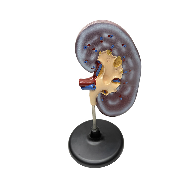 Educatief anatomisch model van de menselijke nier