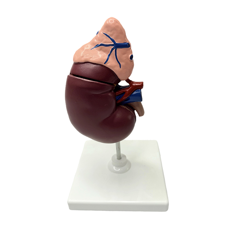 Nier- en bijniermodellen anatomisch model van het menselijk lichaam medisch model anatomisch onderwijs