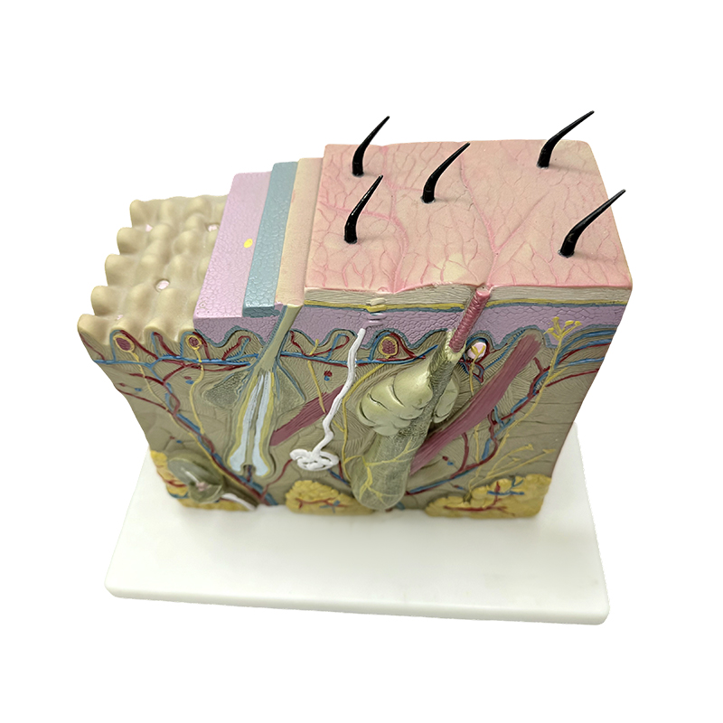 Huidblokmodel huid anatomisch model anatomische modellen huid