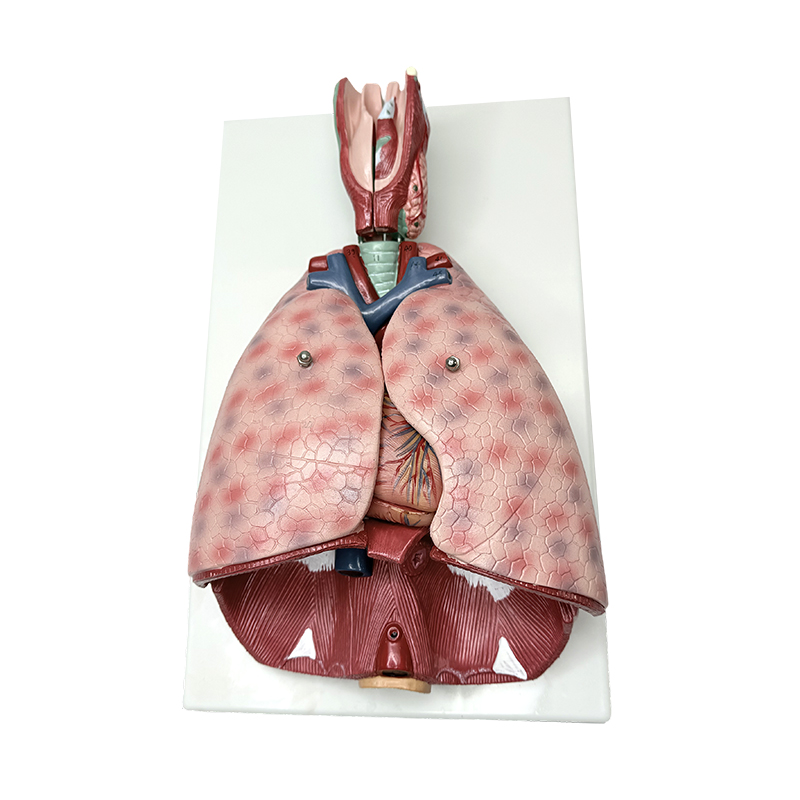 Longanatomiemodel met strottenhoofd (7 delen) medisch menselijk onderwijsmodel menselijk anatomisch model