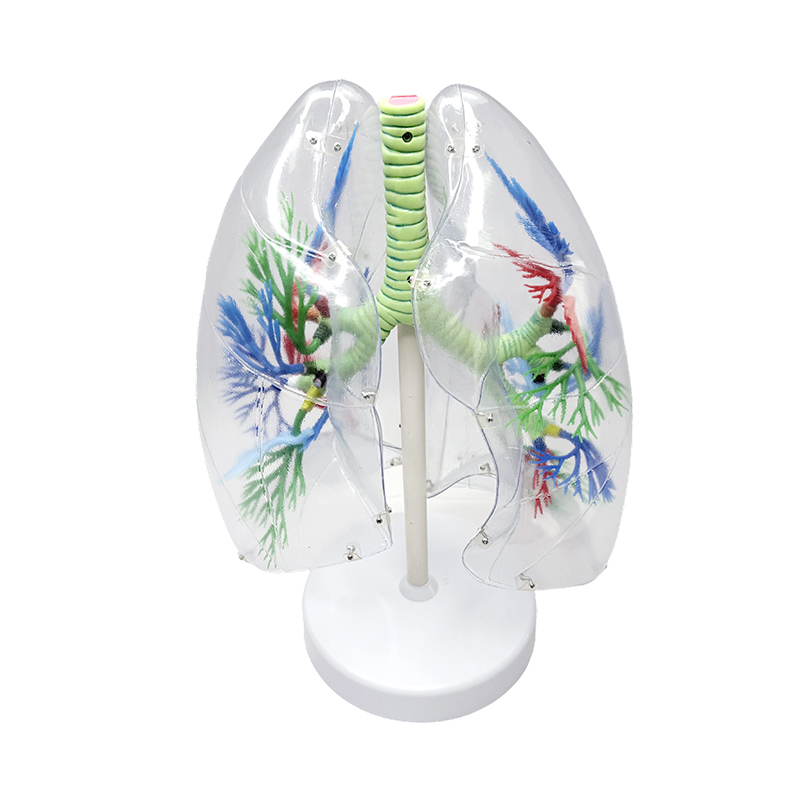 Menselijk longmodel vergroot menselijk segmentaal anatomisch longmodel ademhalingsorganen transparante anatomische modellen