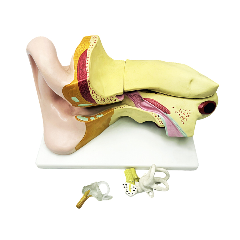 Menselijk oor anatomie model oor anatomie model oor anatomie