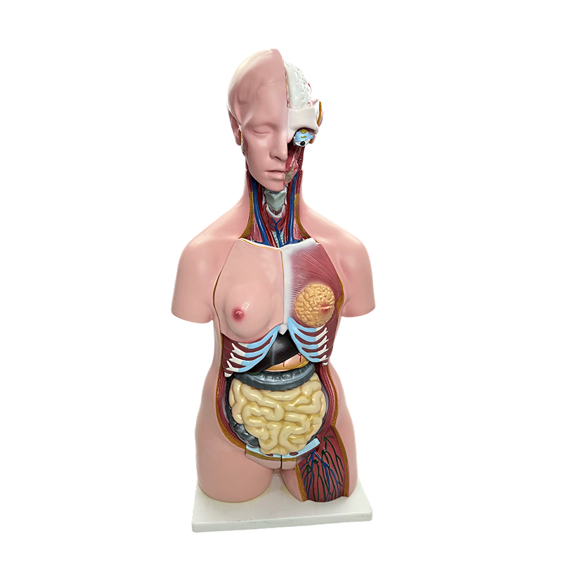 Demonstratie van het geslacht van het menselijk lichaam, simulatie van torsomodellen van menselijke organen, onderwijs in medische anatomie op 85 cm