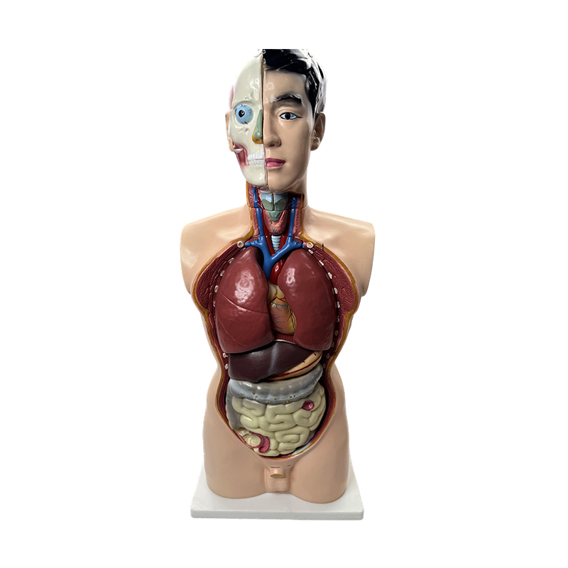 Medisch anatomiemodel 85cm mannelijk torsomodel