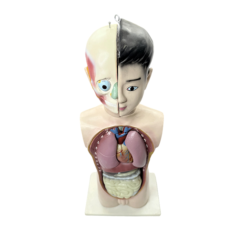 Menselijk adolescent halflichaam torsomodel 65cm medische biologie anatomisch torsomodel