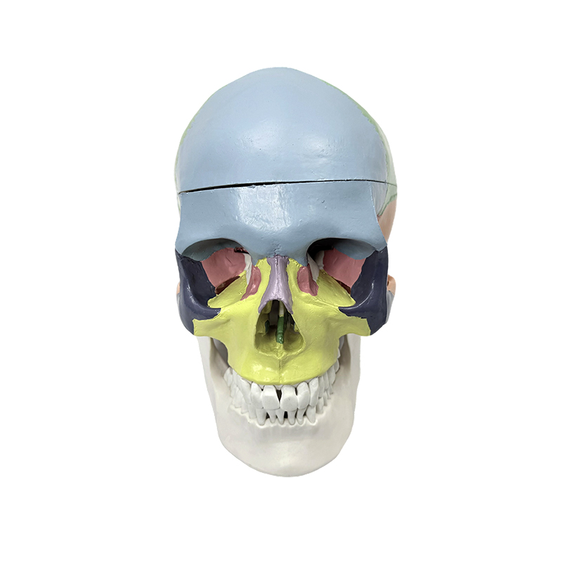 Kleurrijk menselijk schedelmodel, levensgroot schedelanatomiemodel