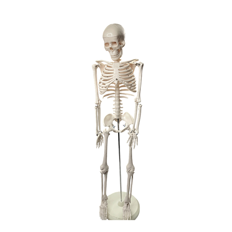 Menselijk skeletmodel 85 cm