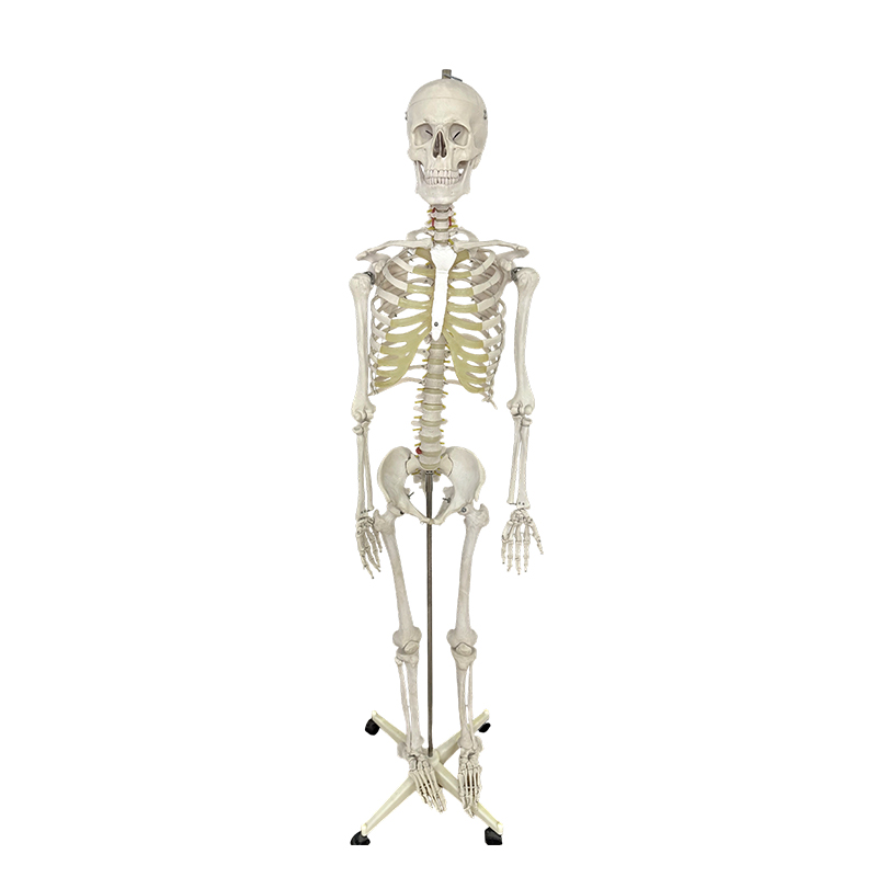 Menselijk skeletmodel 170 cm