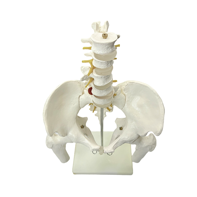 Medisch onderwijs van het anatomiemodel van het menselijke bekkenbeen