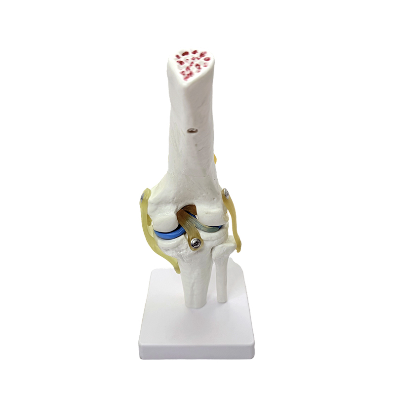 Anatomisch model natuurlijk groot knie-anatomiemodel kniegewrichtsmodel