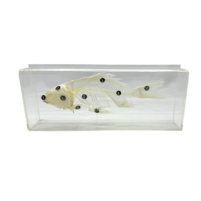 Visskelet ingebedde biologische specimens die het inbedden van specimen leren