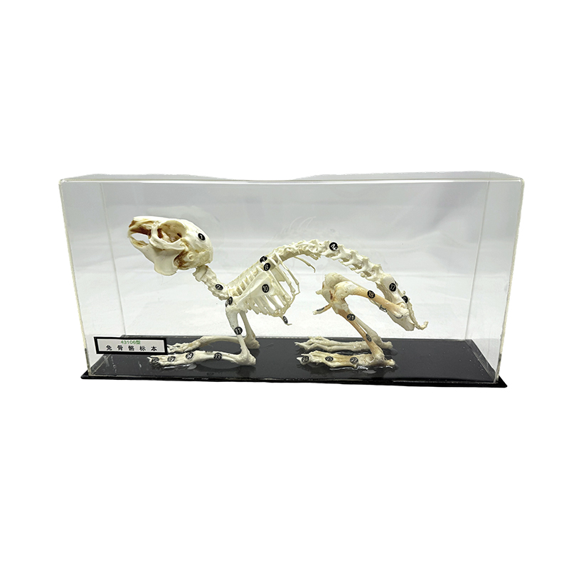 Konijnenskeletspecimen gebruikt voor lesmateriaal op school