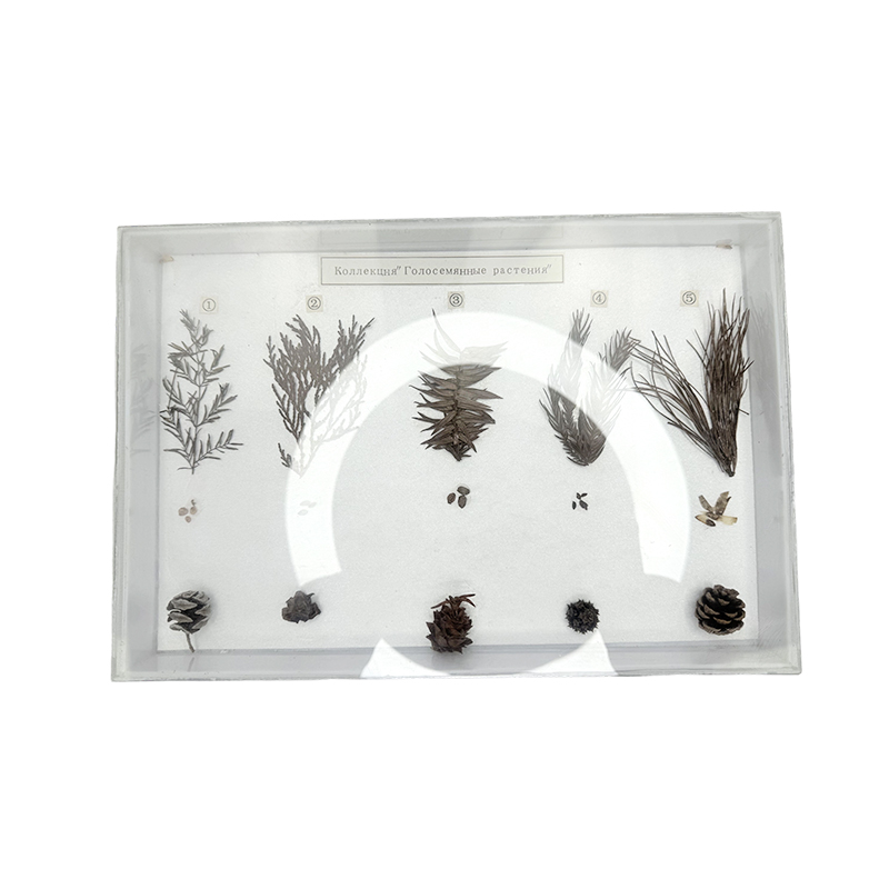 Gymnosperm-exemplaren
