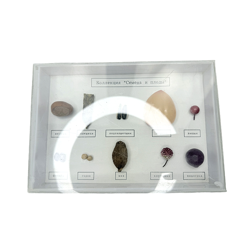 Specimen van planten en zaden schoollaboratoriumklasspecimen leermiddelen bij het leren