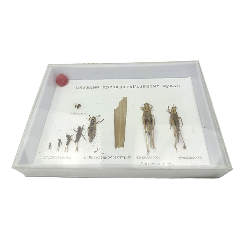 Toepassing van leermiddelen voor biologische specimens van sprinkhanen in de levenscyclus