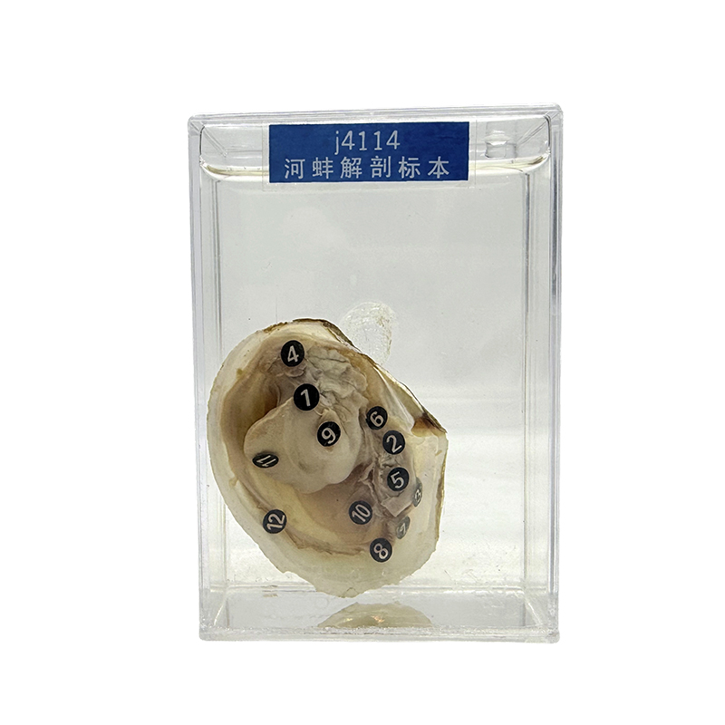 Transparante dierspecimens, mariene schelpdierenspecimens en mosselspecimens