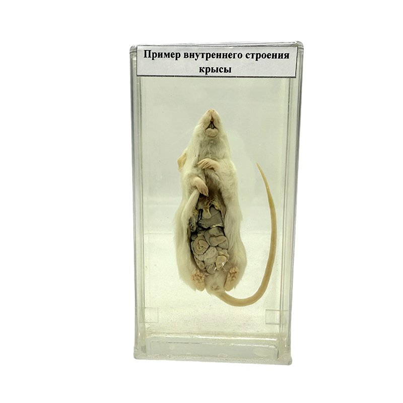 Anatomisch exemplaar van de rat