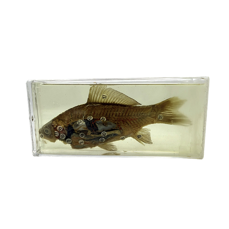Biologische specimens voor onderwijs- en onderzoeksdoeleinden, visspecimens