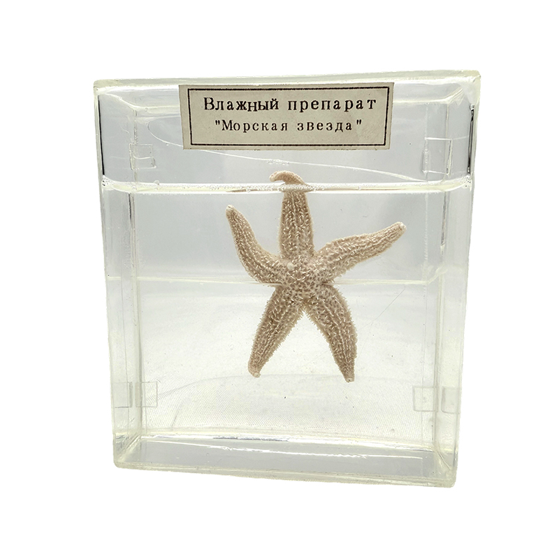 Biologisch exemplaar van een zeester