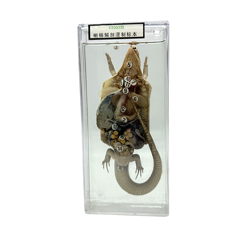 Anatomiemonsters van dieren tentoongesteld in het schoolonderwijs, anatomiemonsters van hagedissen