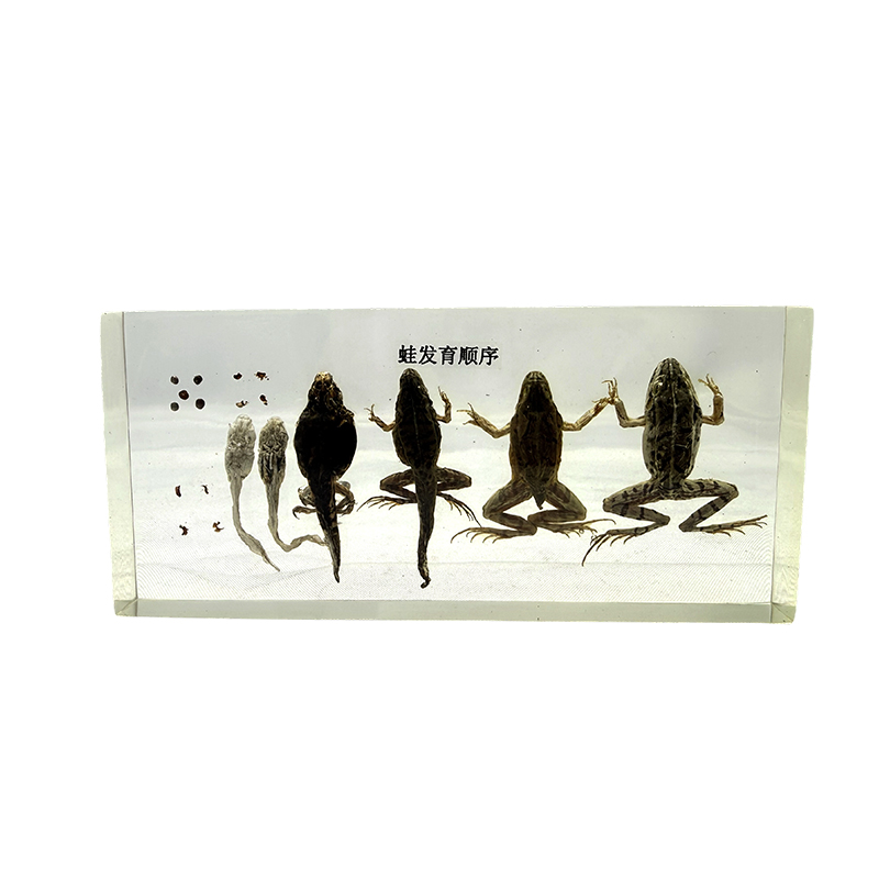 Kikkerontwikkelingsspecimen, dierlijke anatomie, biologisch exemplaar