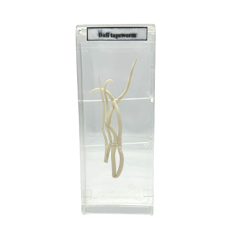Ascaris-wormspecimens/biologische specimens