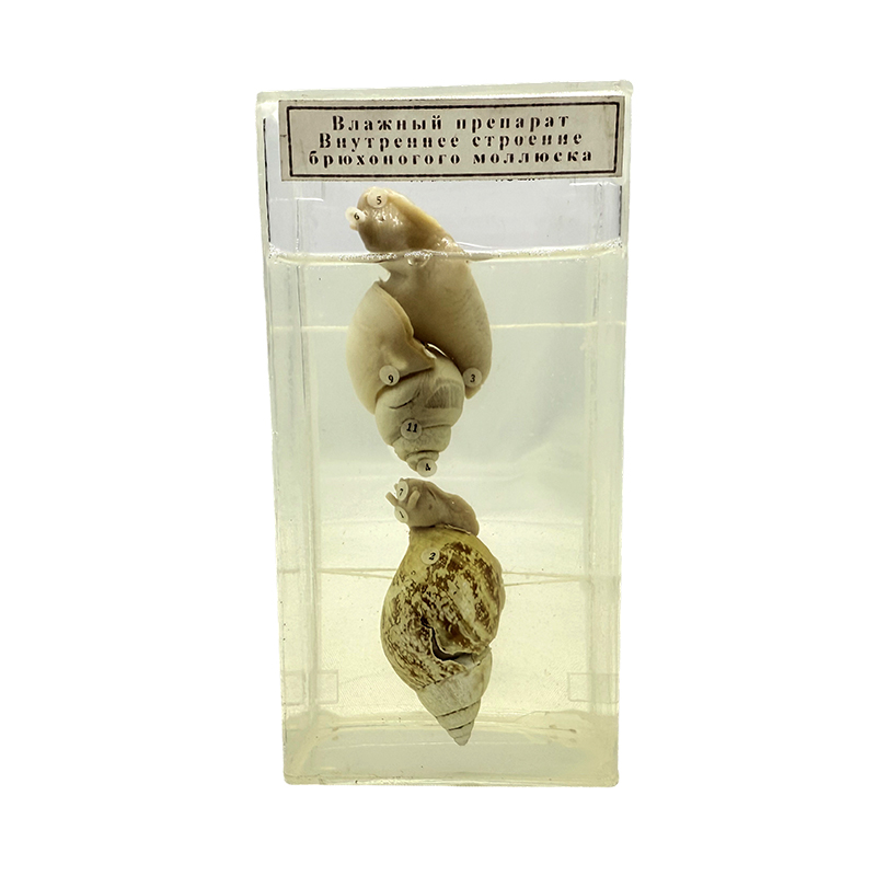 Conch-exemplaren voor gebruik op school
