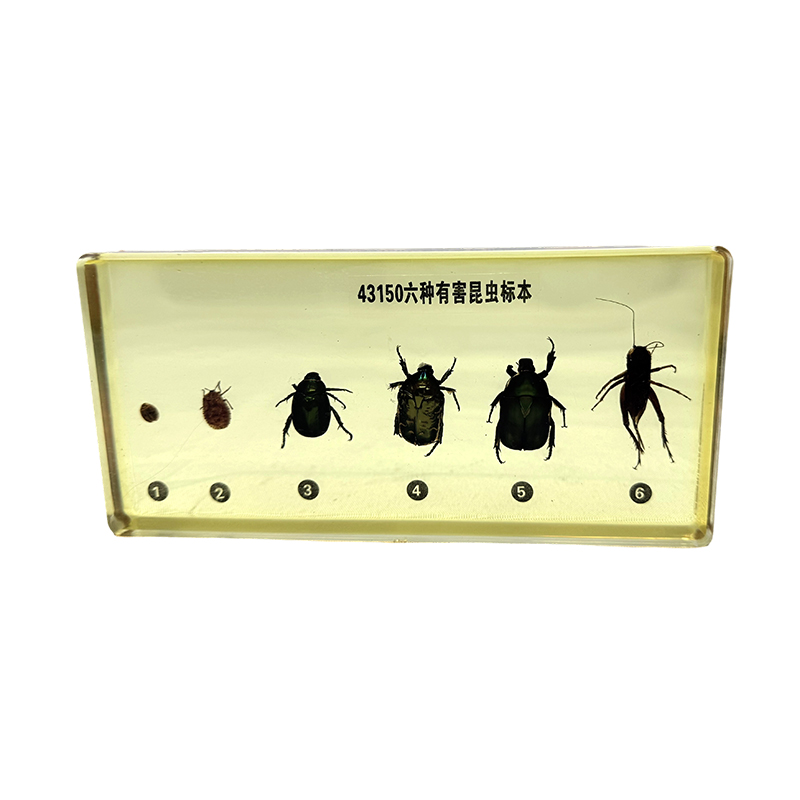 Insectenspecimens (ongedierte) gebruikt voor schoolonderwijs