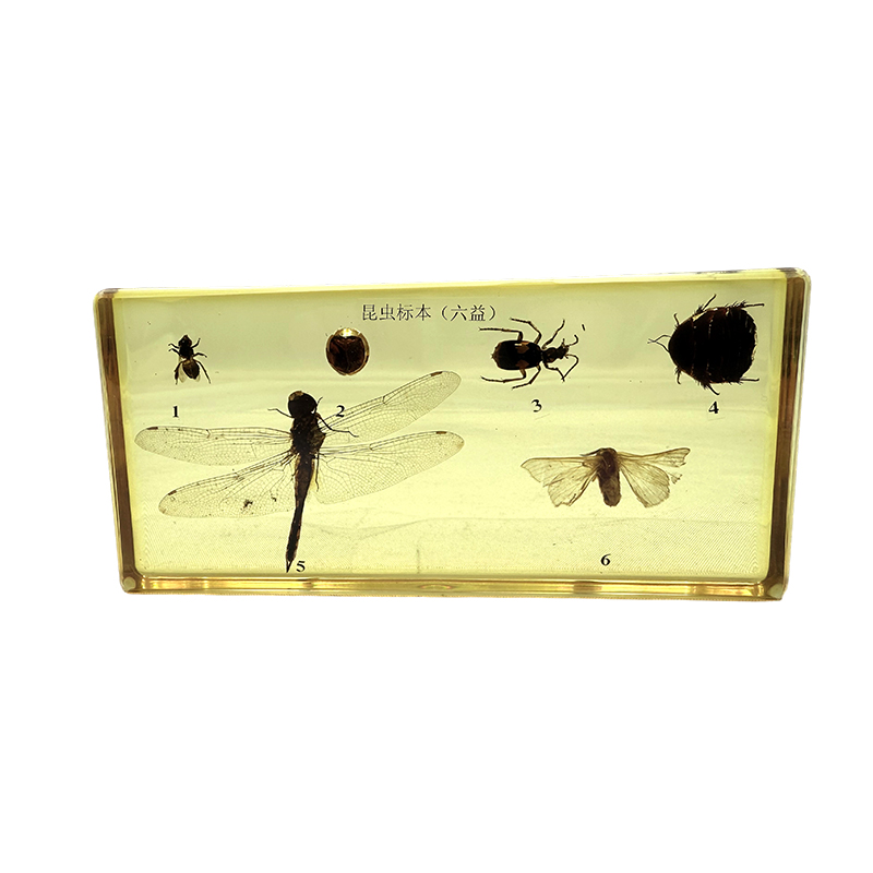 Insectenspecimens (nuttige insecten) die worden gebruikt voor schoolonderwijs