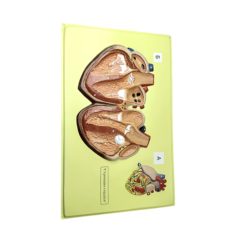 Reliëfmodel van het menselijk hart