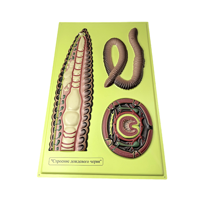 Reliëfmodel van een regenworm